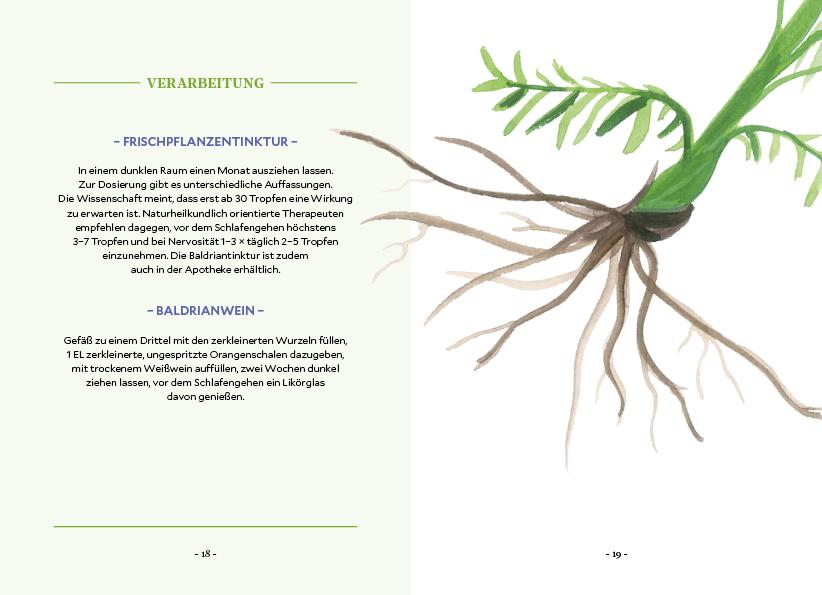 Beispielinhalt (Bild) Die Kraft der Wurzeln