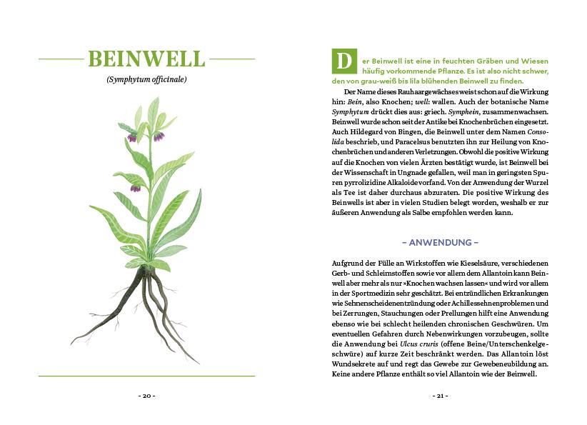 Beispielinhalt (Bild) Die Kraft der Wurzeln