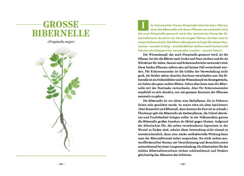 Beispielinhalt (Bild) Die Kraft der Wurzeln