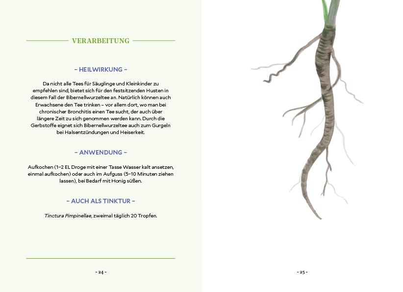 Beispielinhalt (Bild) Die Kraft der Wurzeln