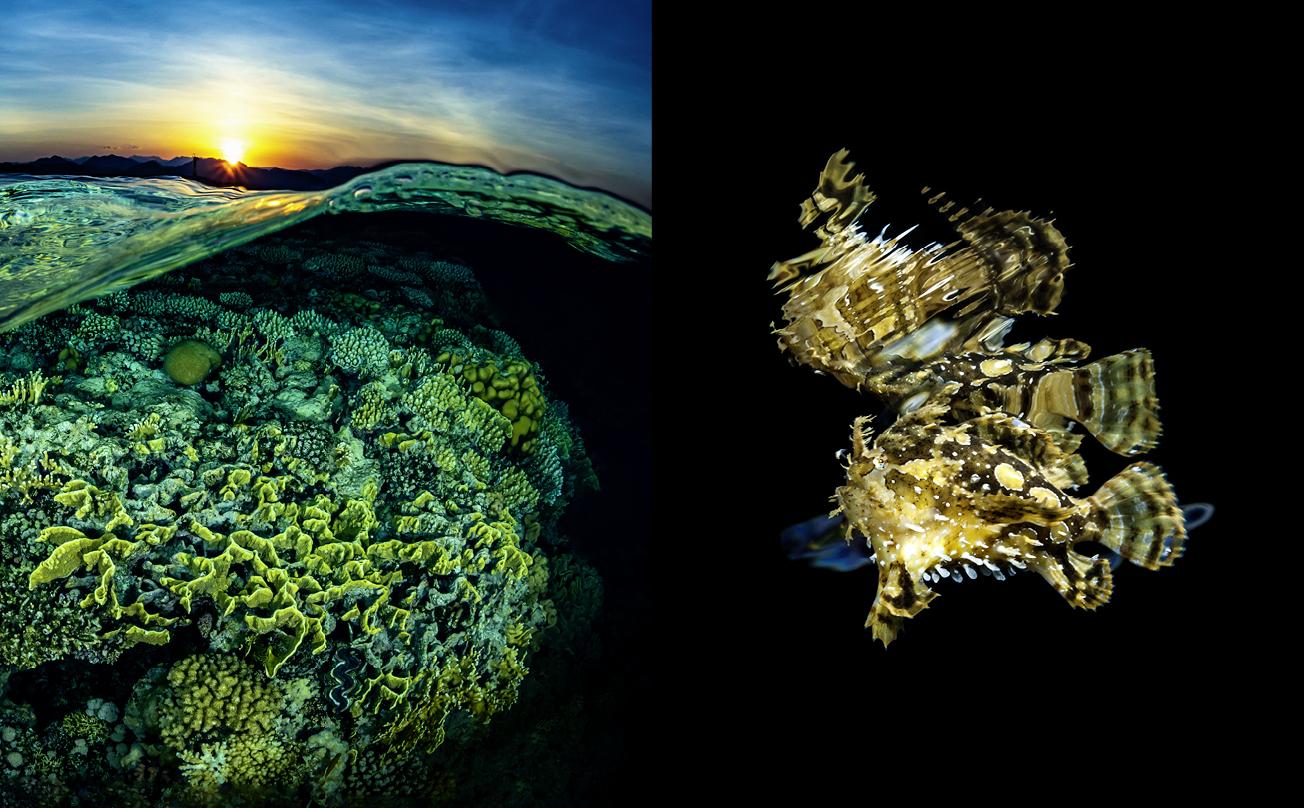 Beispielinhalt (Bild) Geheimnisvolle Schönheiten