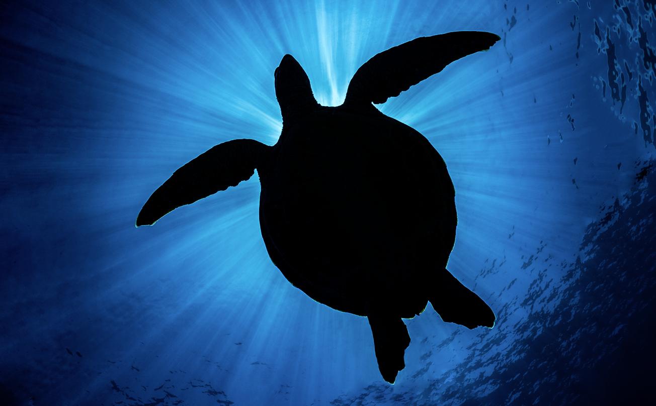 Beispielinhalt (Bild) Geheimnisvolle Schönheiten