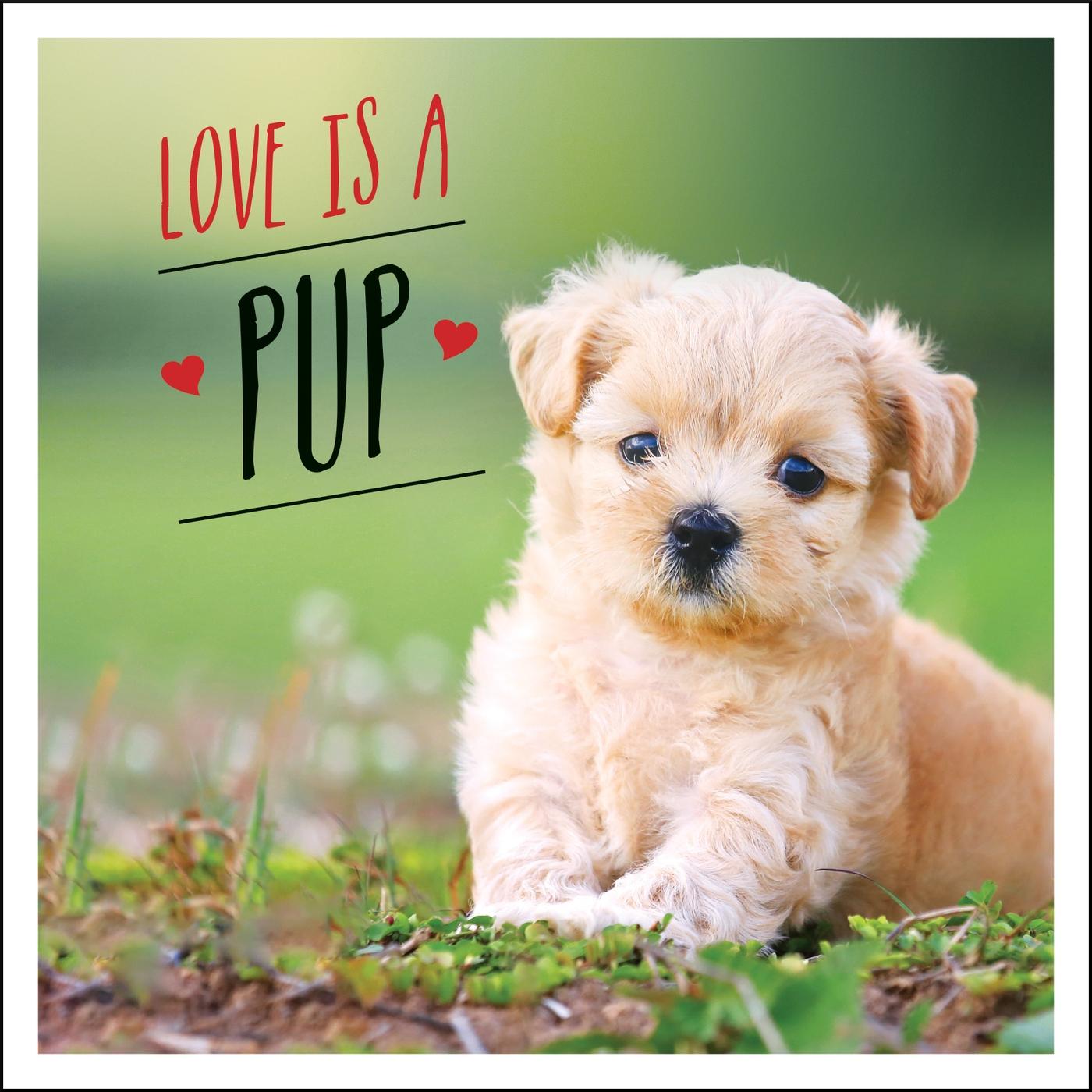 Vorderes Coverbild Love Is a Pup