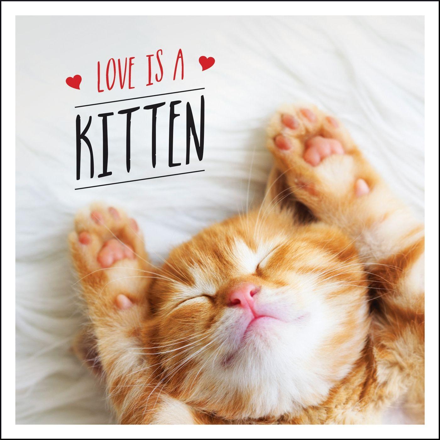 Vorderes Coverbild Love Is a Kitten