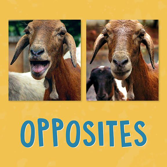 Vorderes Coverbild Opposites