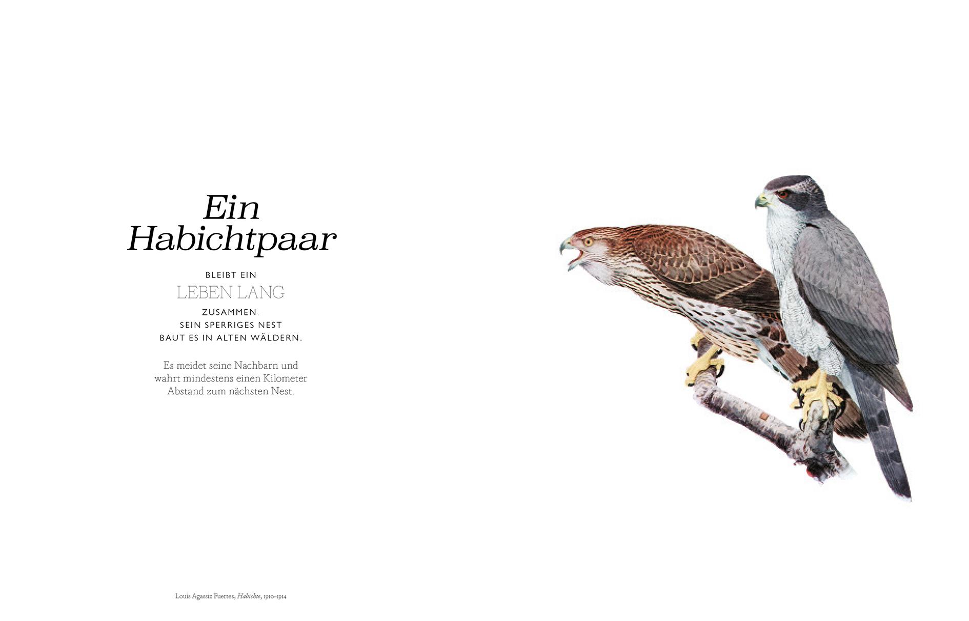 Beispielinhalt (Bild) Vögel in der Kunst