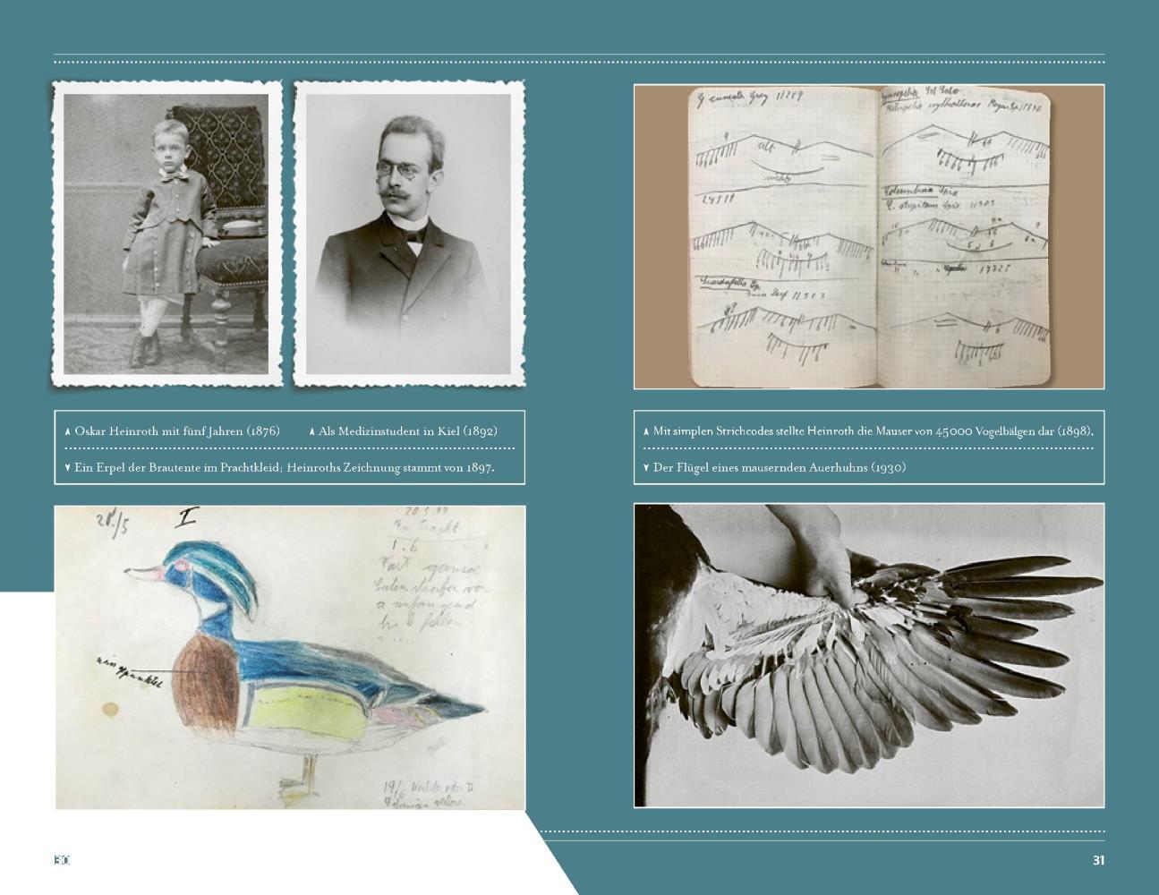 Beispielinhalt (Bild) Die Vogel-WG