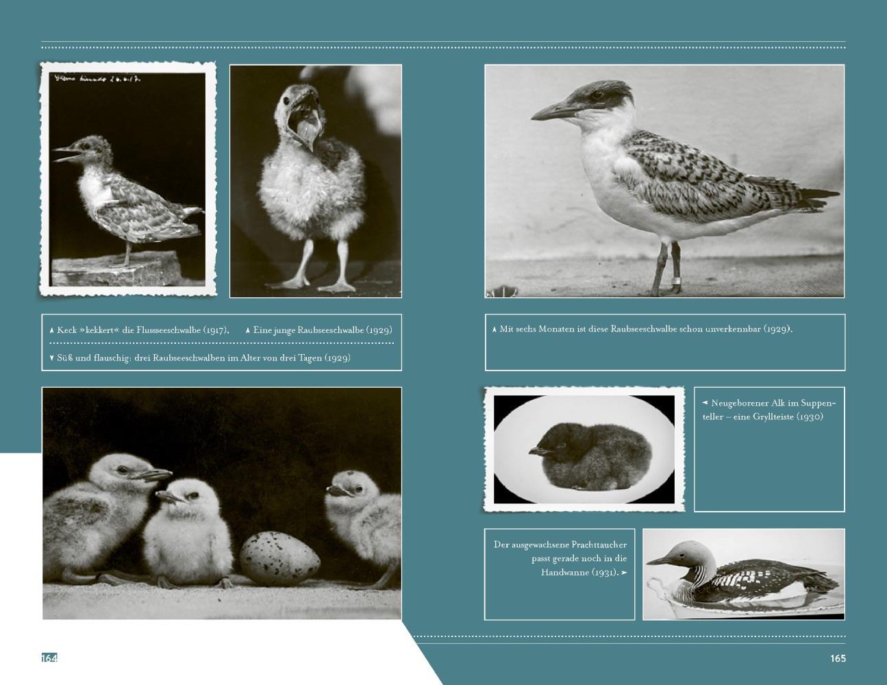 Beispielinhalt (Bild) Die Vogel-WG