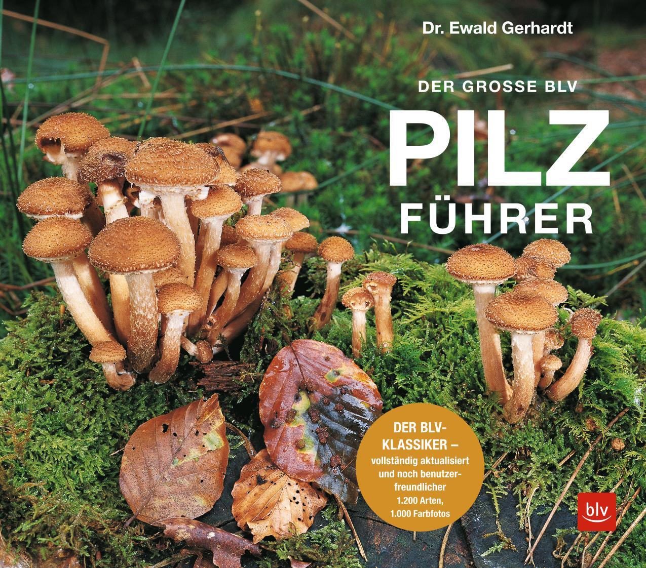 Beispielinhalt (Bild) Der große BLV Pilzführer