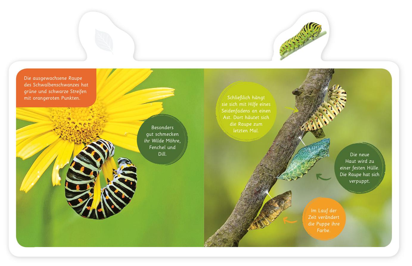 Beispielinhalt (Bild) Mein kleines Tier-Lexikon - Der Schmetterling