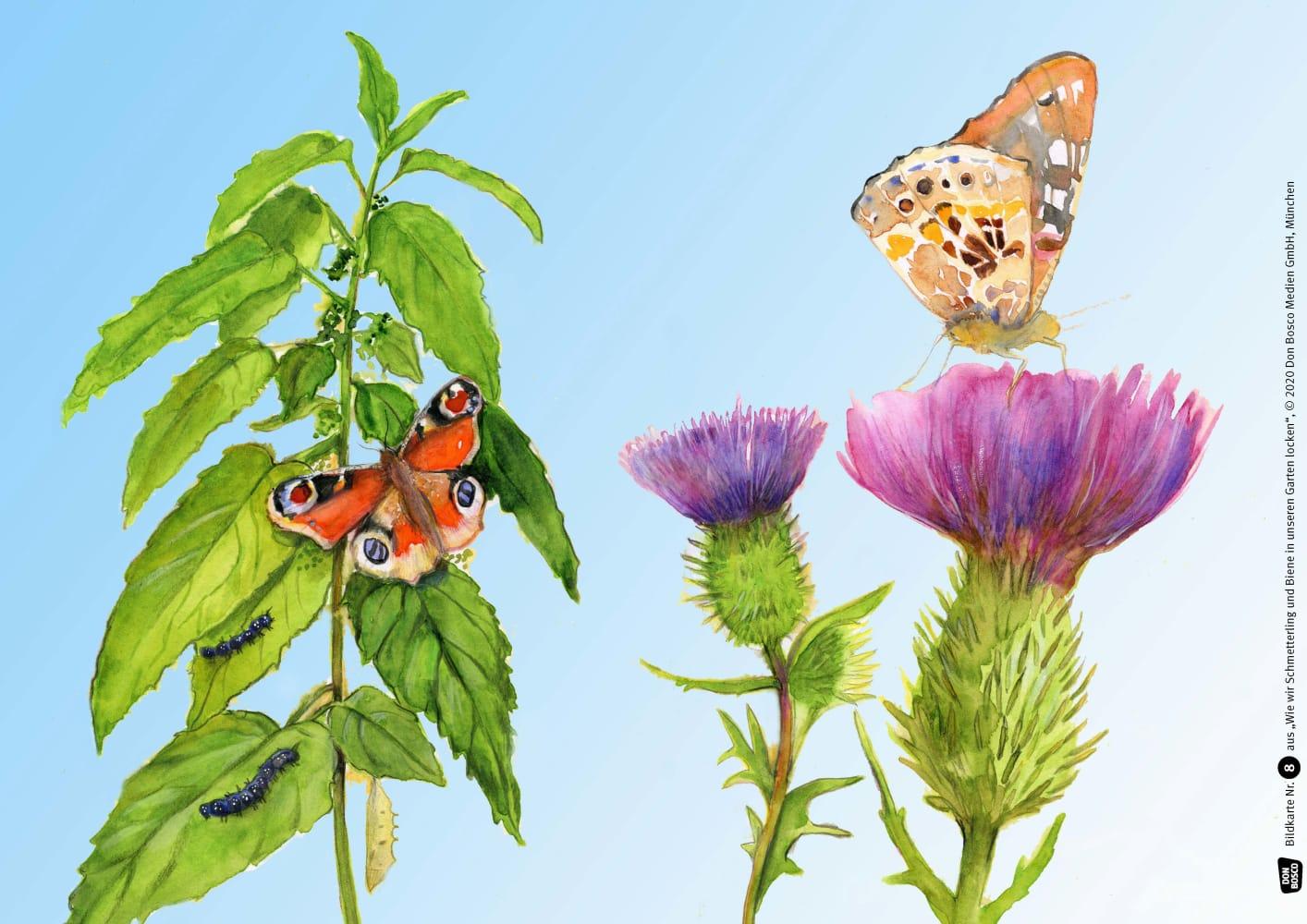 Beispielinhalt (Bild) Wie wir Schmetterling und Biene in unseren Garten locken. Kamishibai Bildkartenset