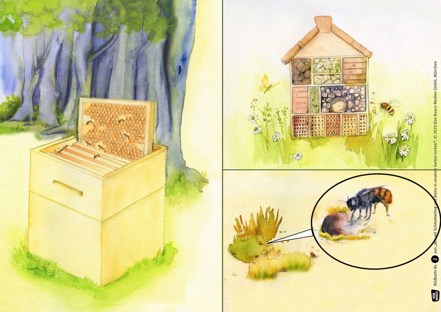 Beispielinhalt (Bild) Wie wir Schmetterling und Biene in unseren Garten locken. Kamishibai Bildkartenset