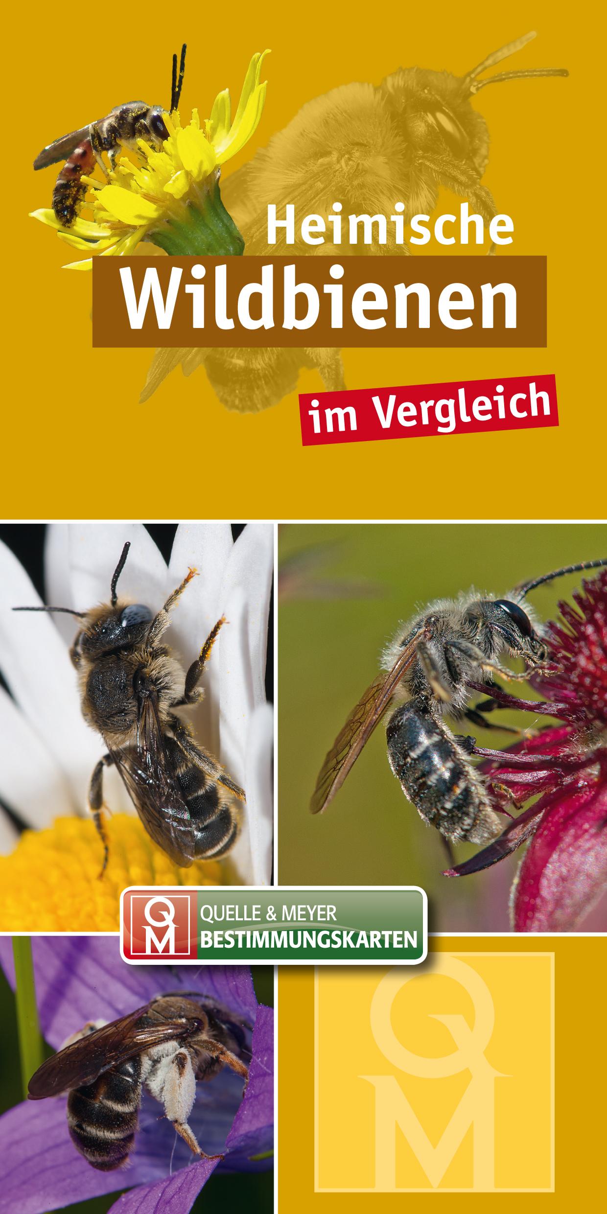 Vorderes Coverbild Heimische Wildbienen
