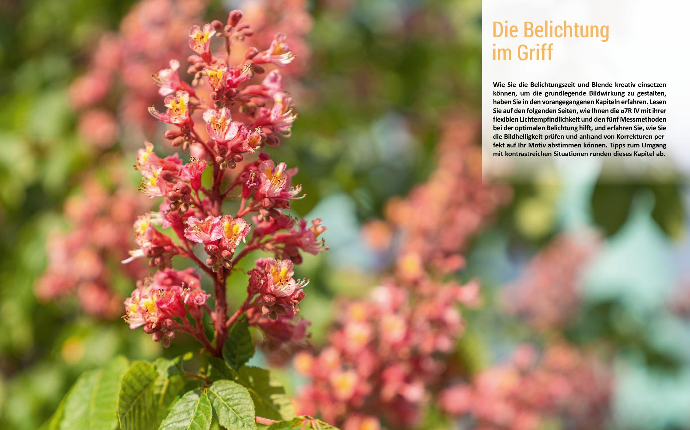 Beispielinhalt (Bild) Sony A7R IV