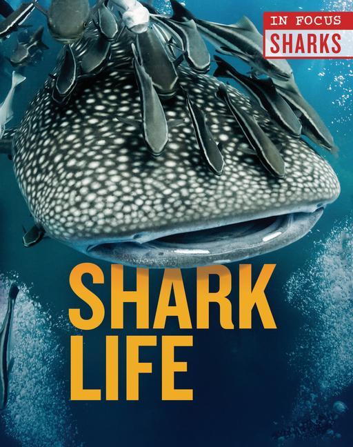 Vorderes Coverbild Shark Life