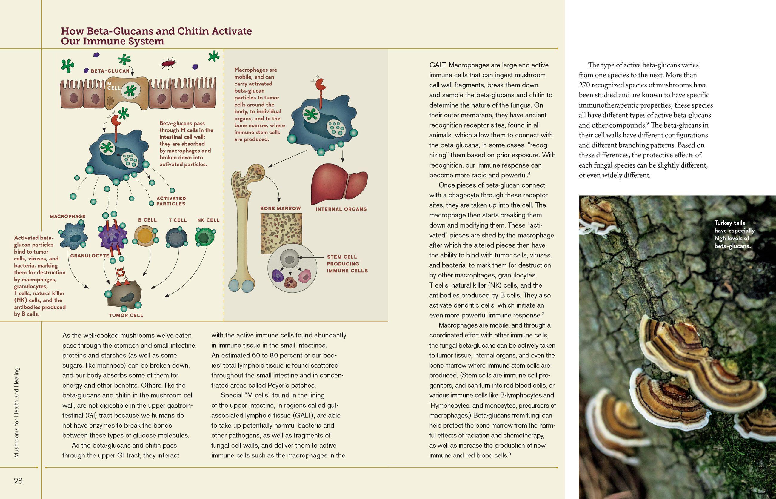 Beispielinhalt (Bild) Christopher Hobbs's Medicinal Mushrooms: The Essential Guide