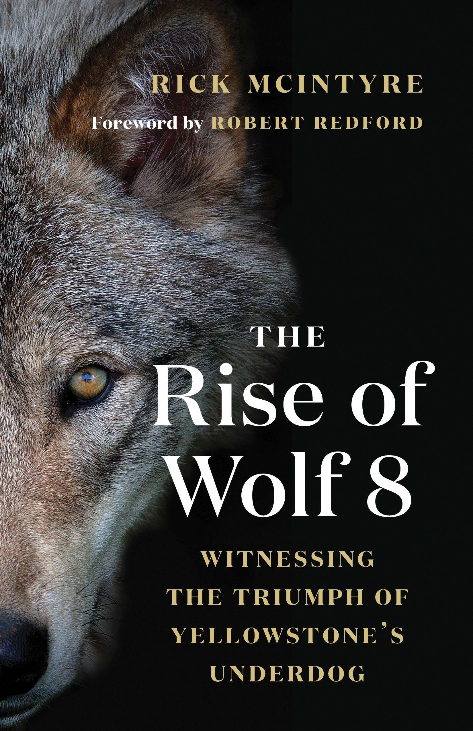 Vorderes Coverbild The Rise of Wolf 8