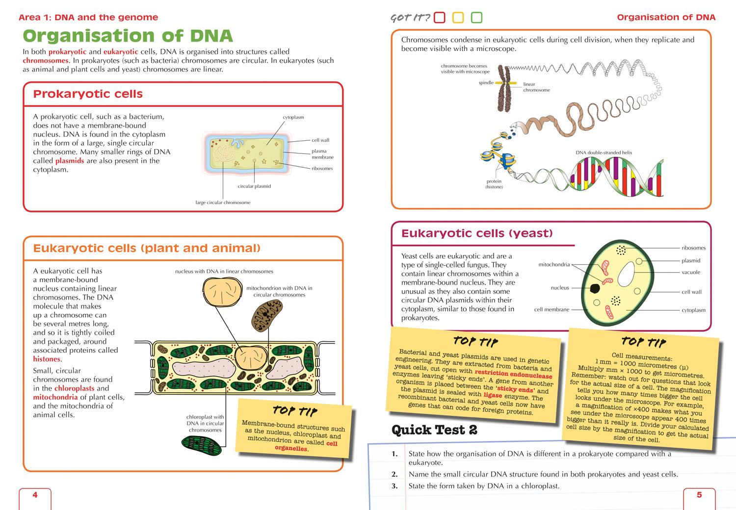 Beispielinhalt (Bild) Complete Revision and Practice Sqa Exams - Higher Biology Complete Revision and Practice
