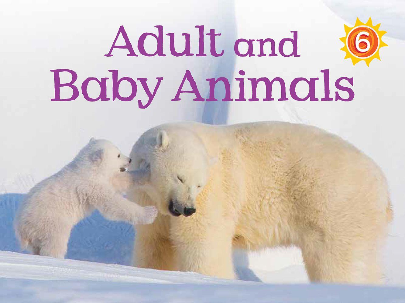 Vorderes Coverbild Adult and Baby Animals