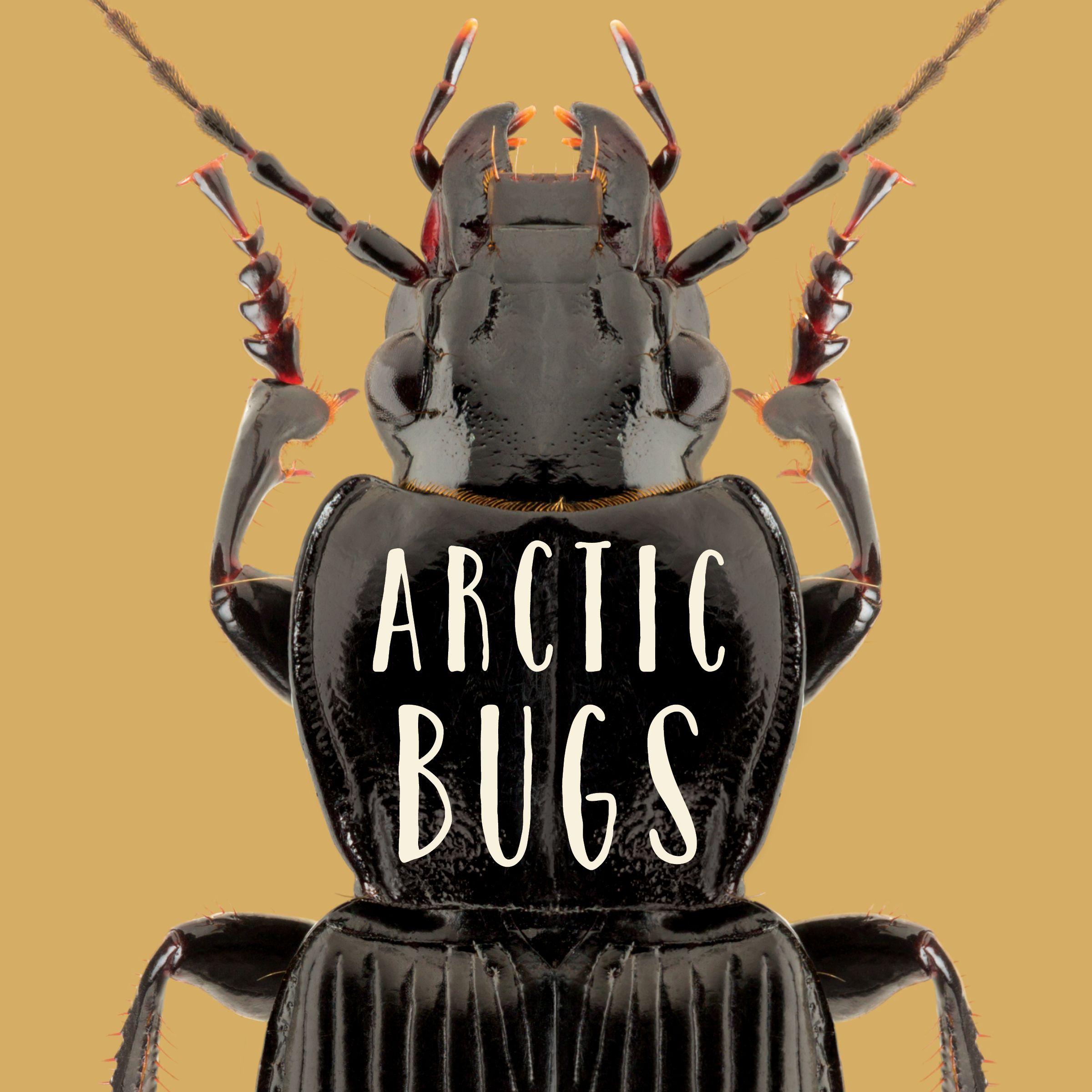 Vorderes Coverbild Arctic Bugs
