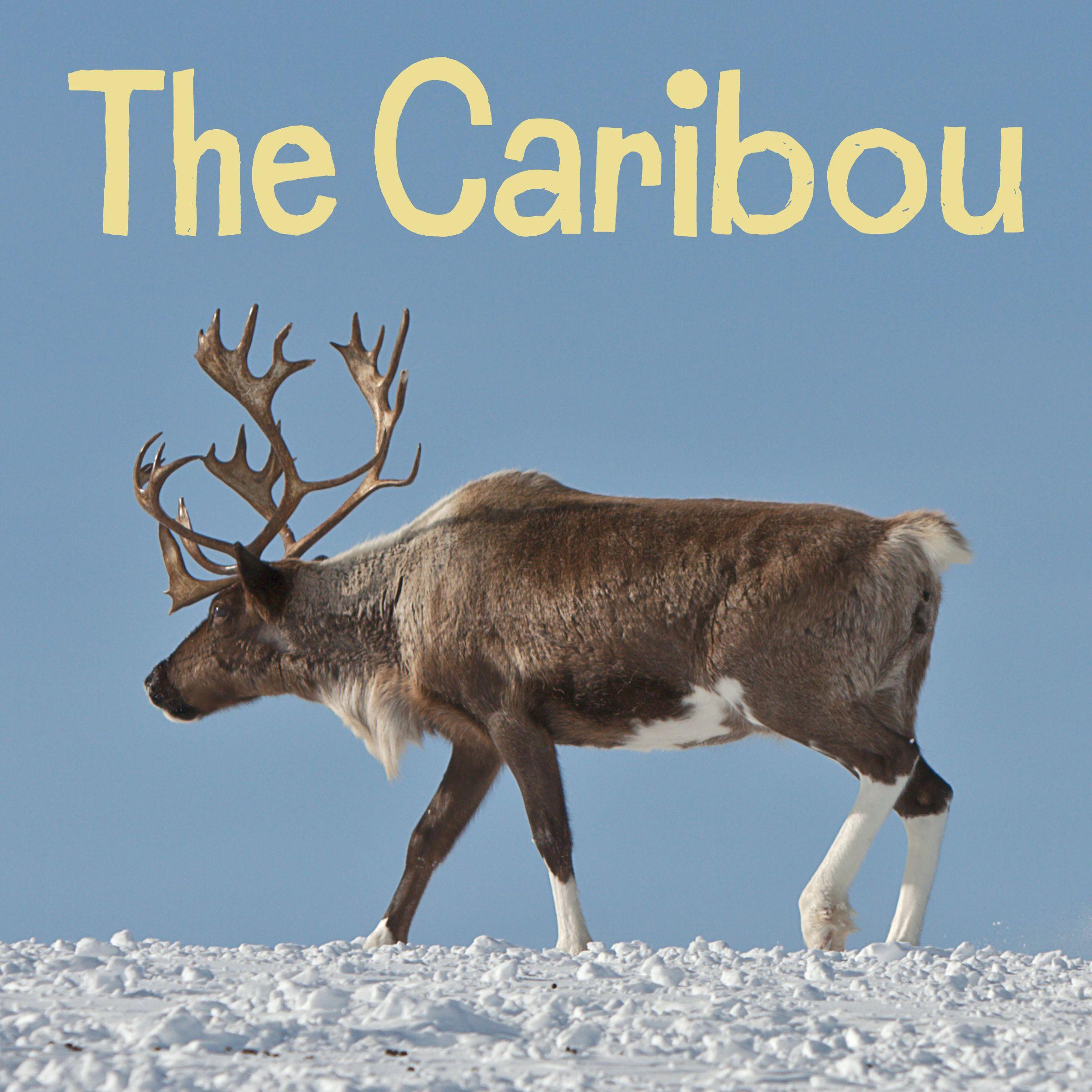 Vorderes Coverbild The Caribou