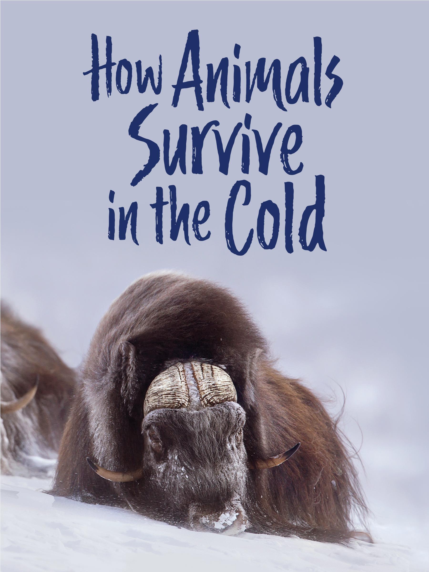 Vorderes Coverbild How Animals Survive in the Cold