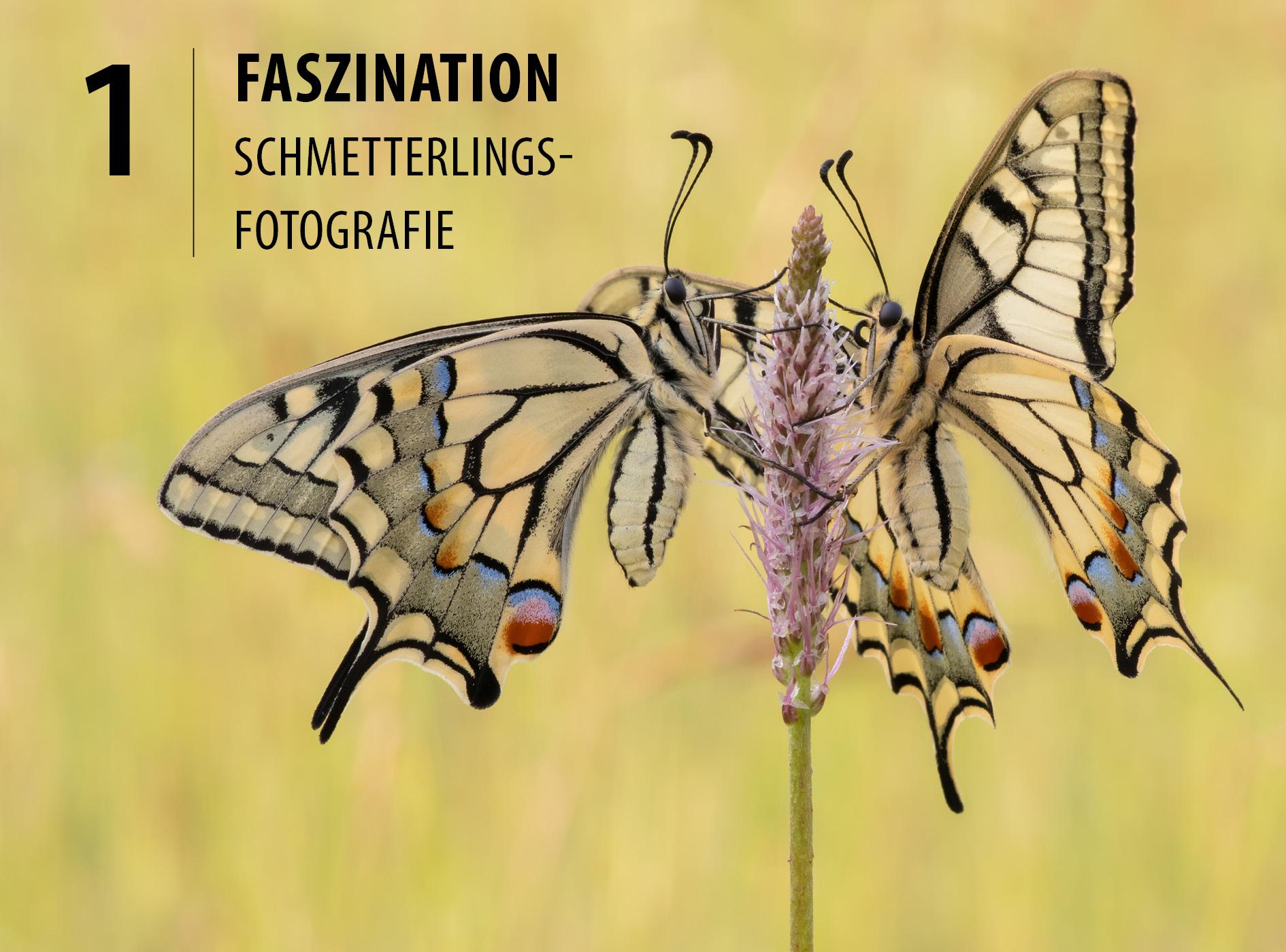 Beispielinhalt (Bild) Schmetterlinge - so gelingen faszinierende Fotos