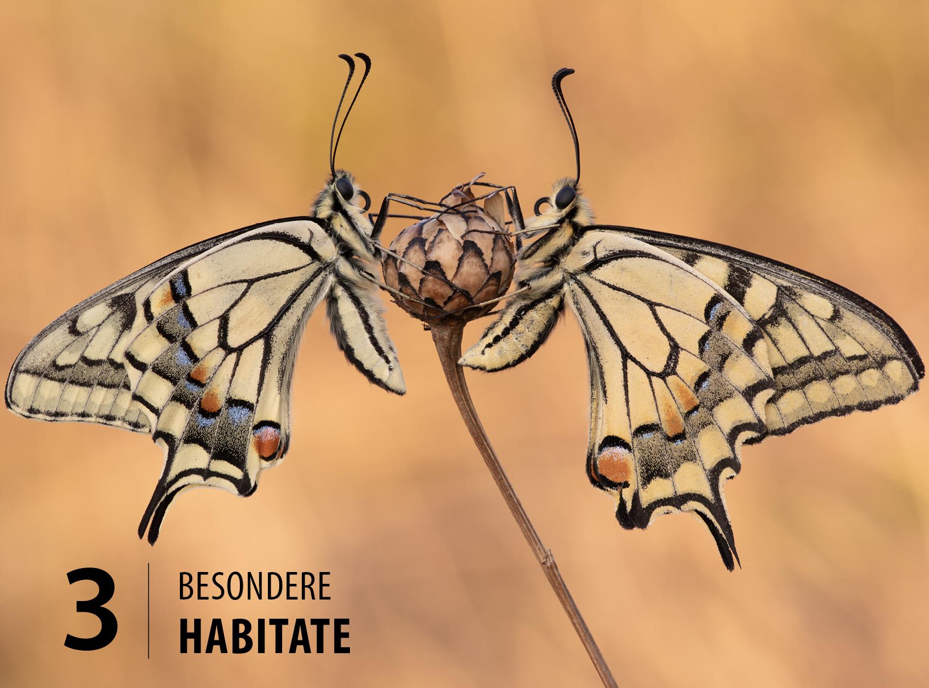 Beispielinhalt (Bild) Schmetterlinge - so gelingen faszinierende Fotos