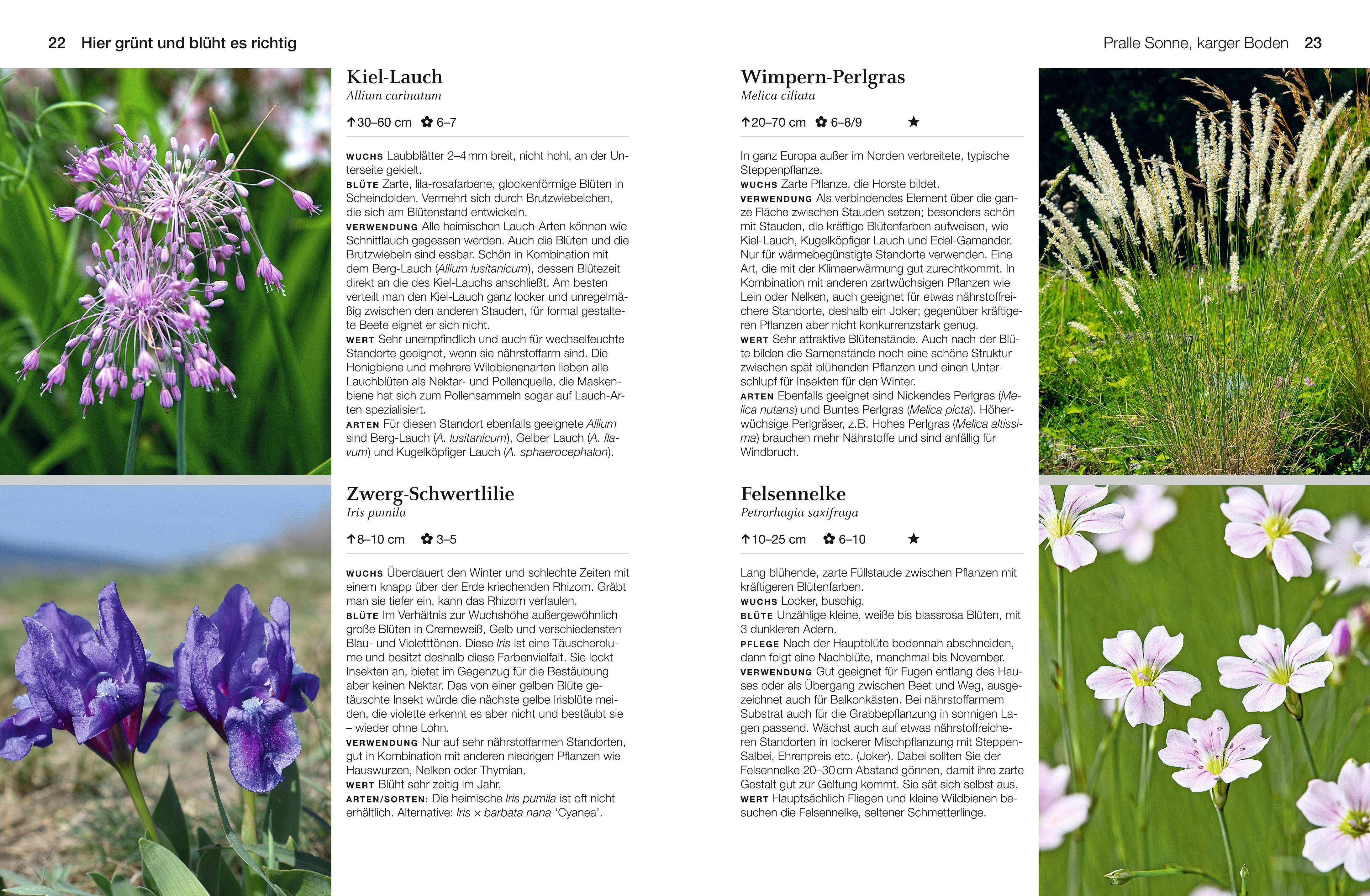 Beispielinhalt (Bild) Welche Pflanze passt wohin im Naturgarten?