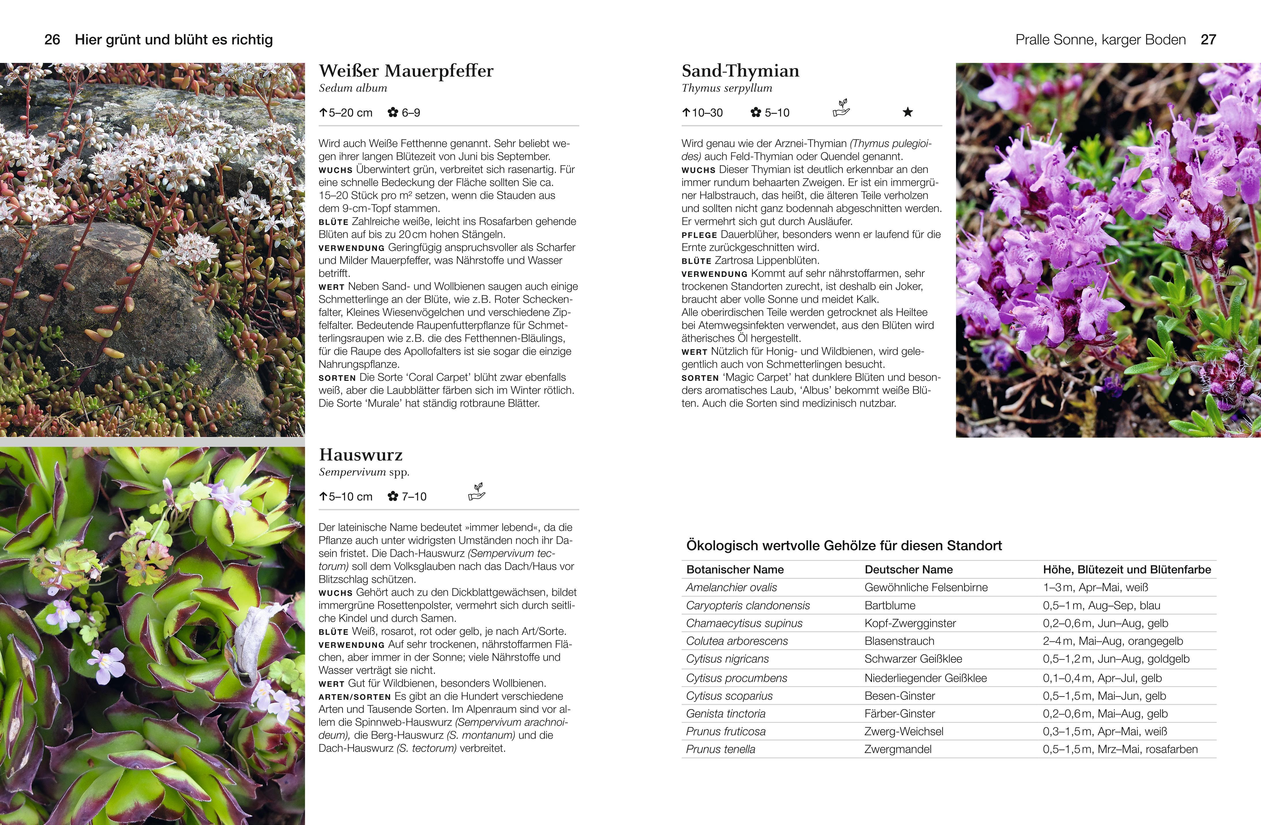 Beispielinhalt (Bild) Welche Pflanze passt wohin im Naturgarten?