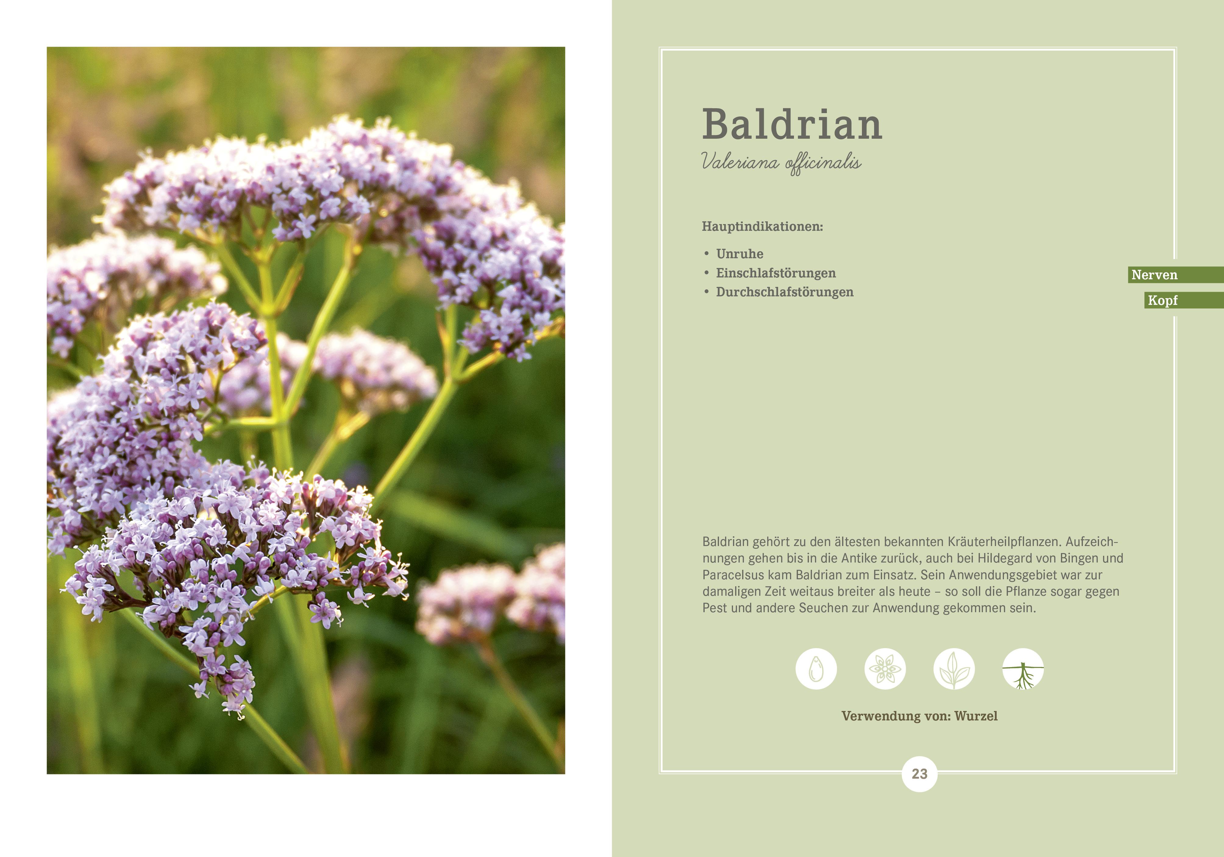 Beispielinhalt (Bild) Apotheken Umschau: Heilpflanzen