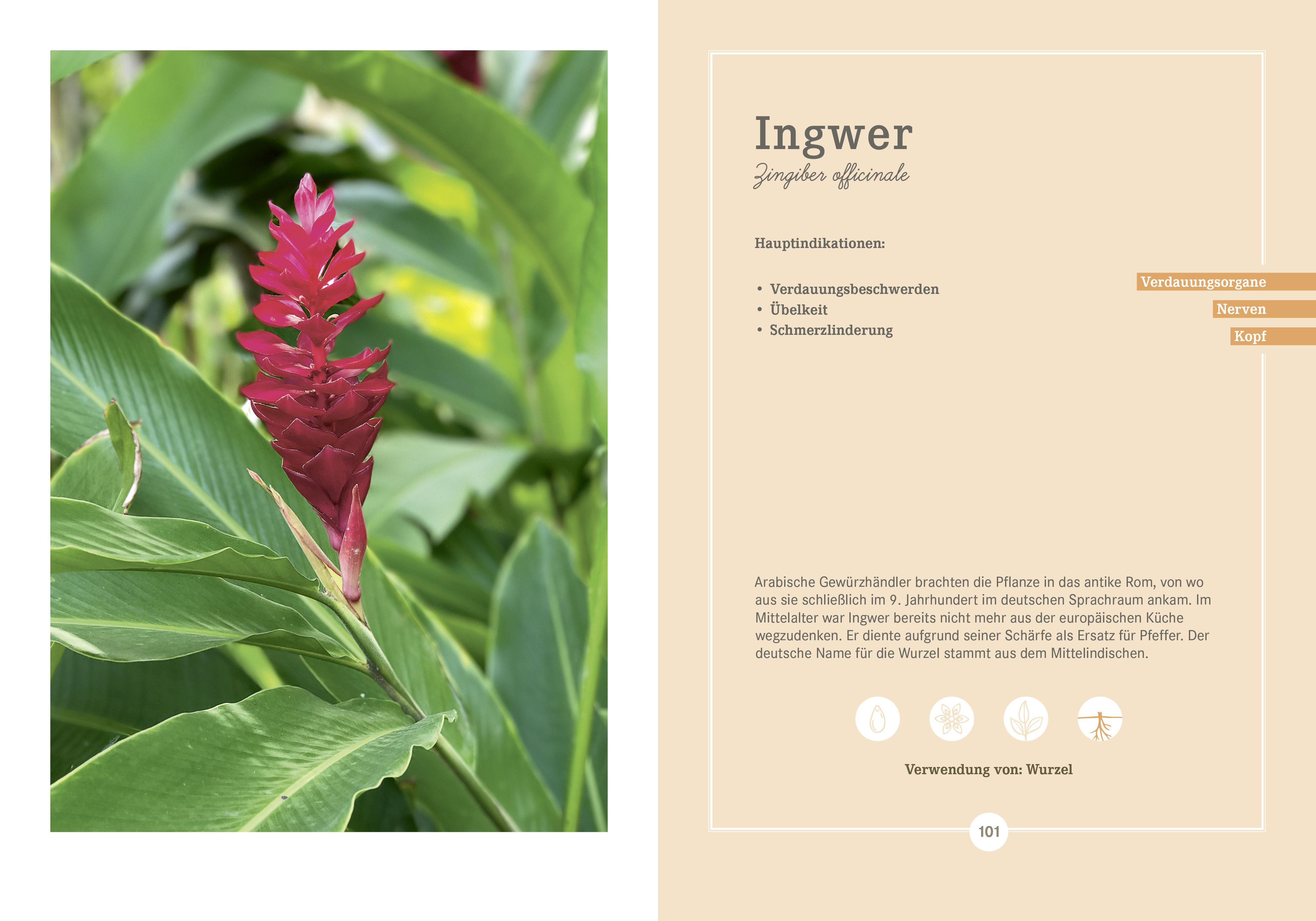 Beispielinhalt (Bild) Apotheken Umschau: Heilpflanzen