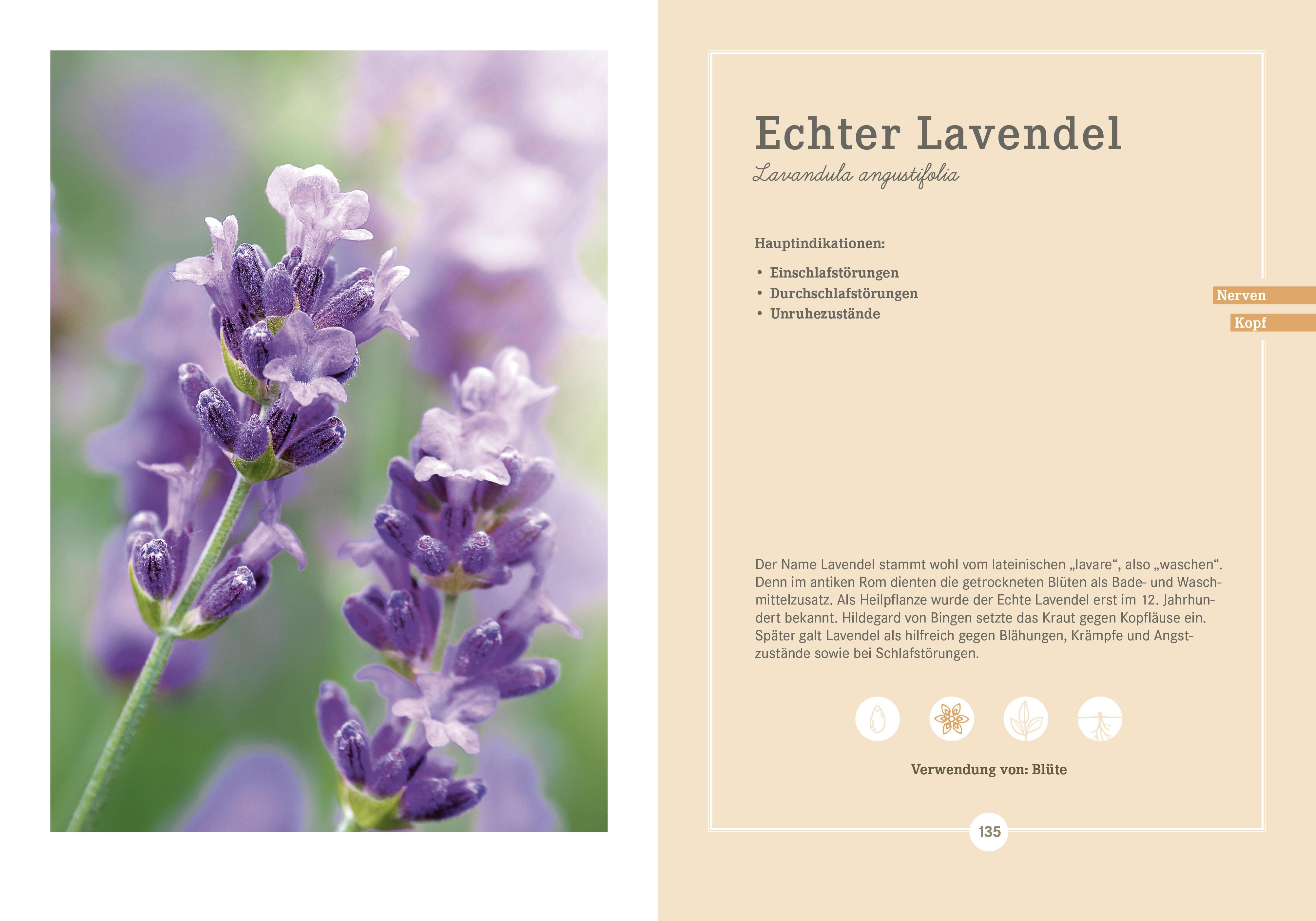 Beispielinhalt (Bild) Apotheken Umschau: Heilpflanzen