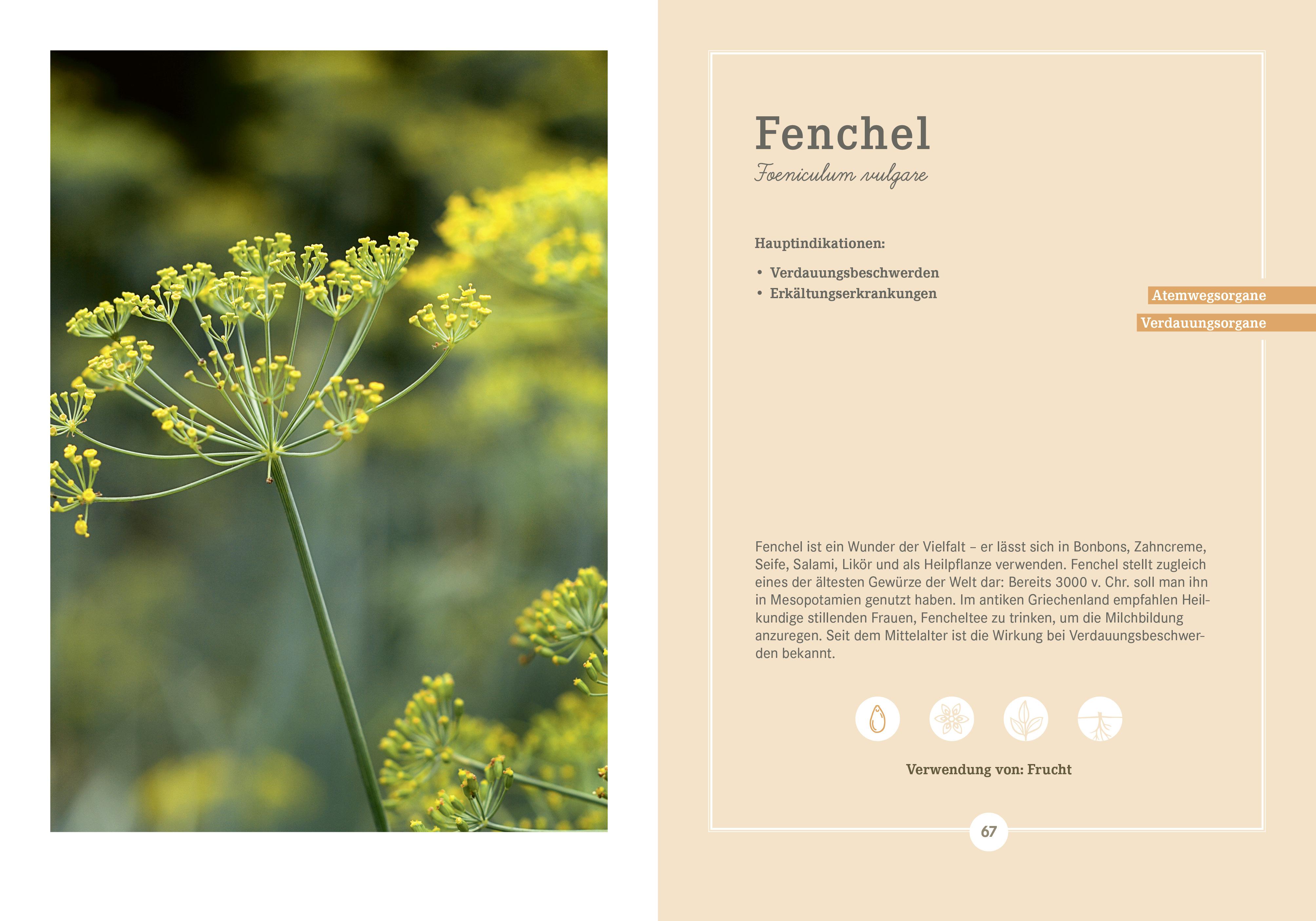 Beispielinhalt (Bild) Apotheken Umschau: Heilpflanzen