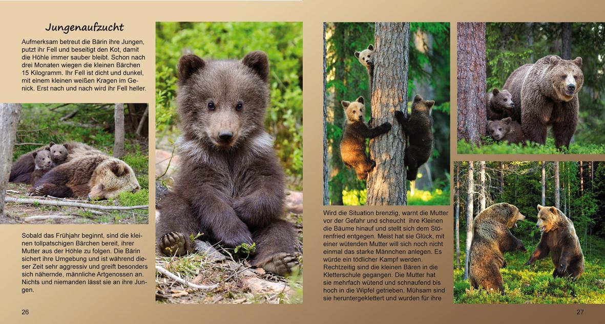 Beispielinhalt (Bild) Bärenstarke Braunbären