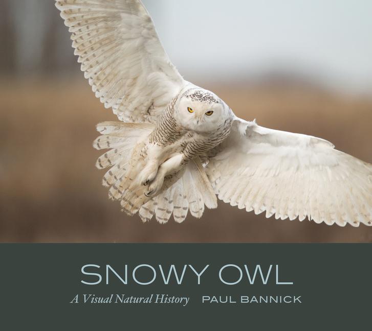Vorderes Coverbild Snowy Owl