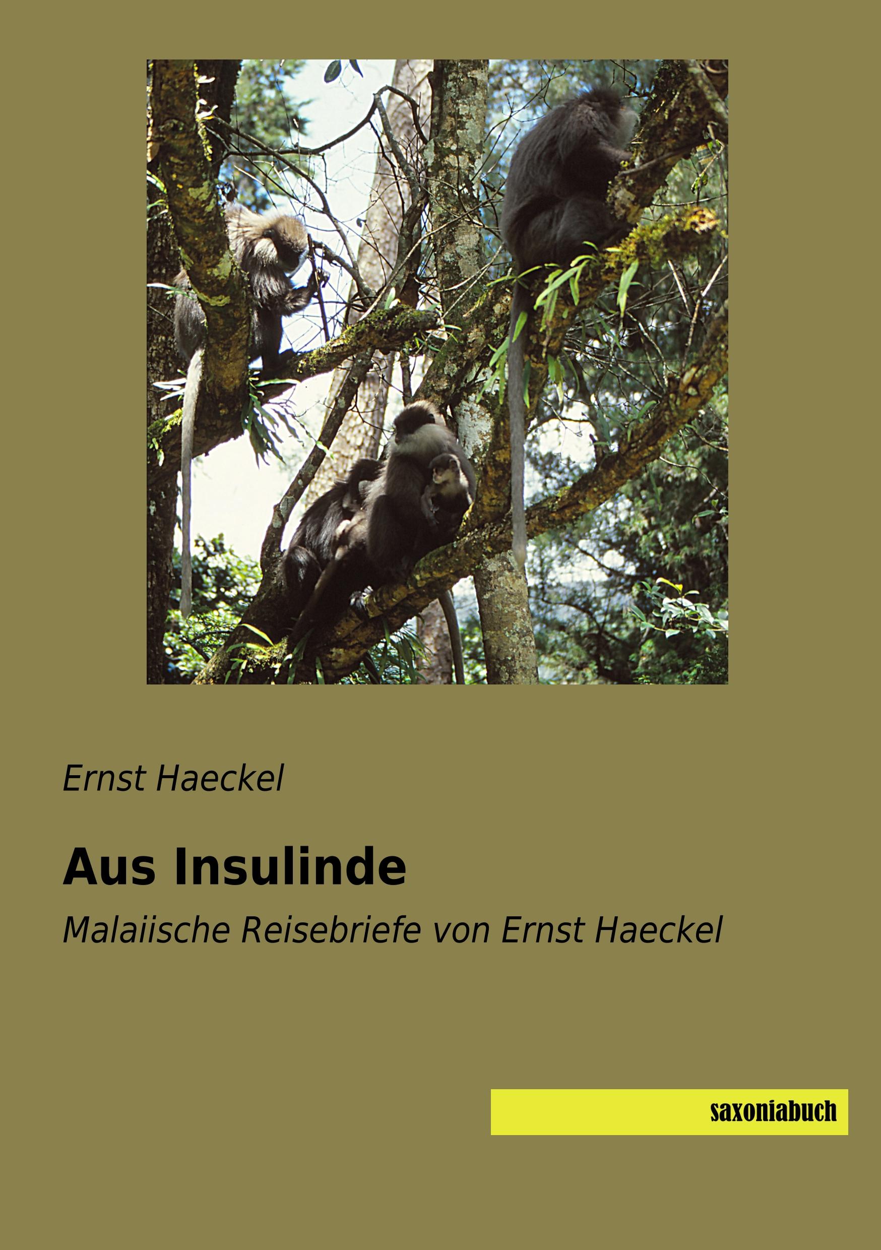Vorderes Coverbild Aus Insulinde