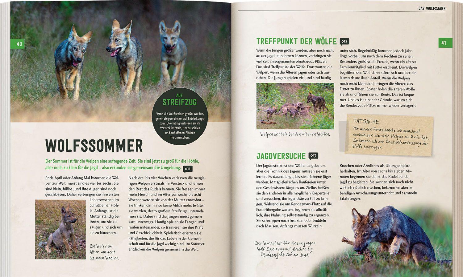 Beispielinhalt (Bild) Wölfe