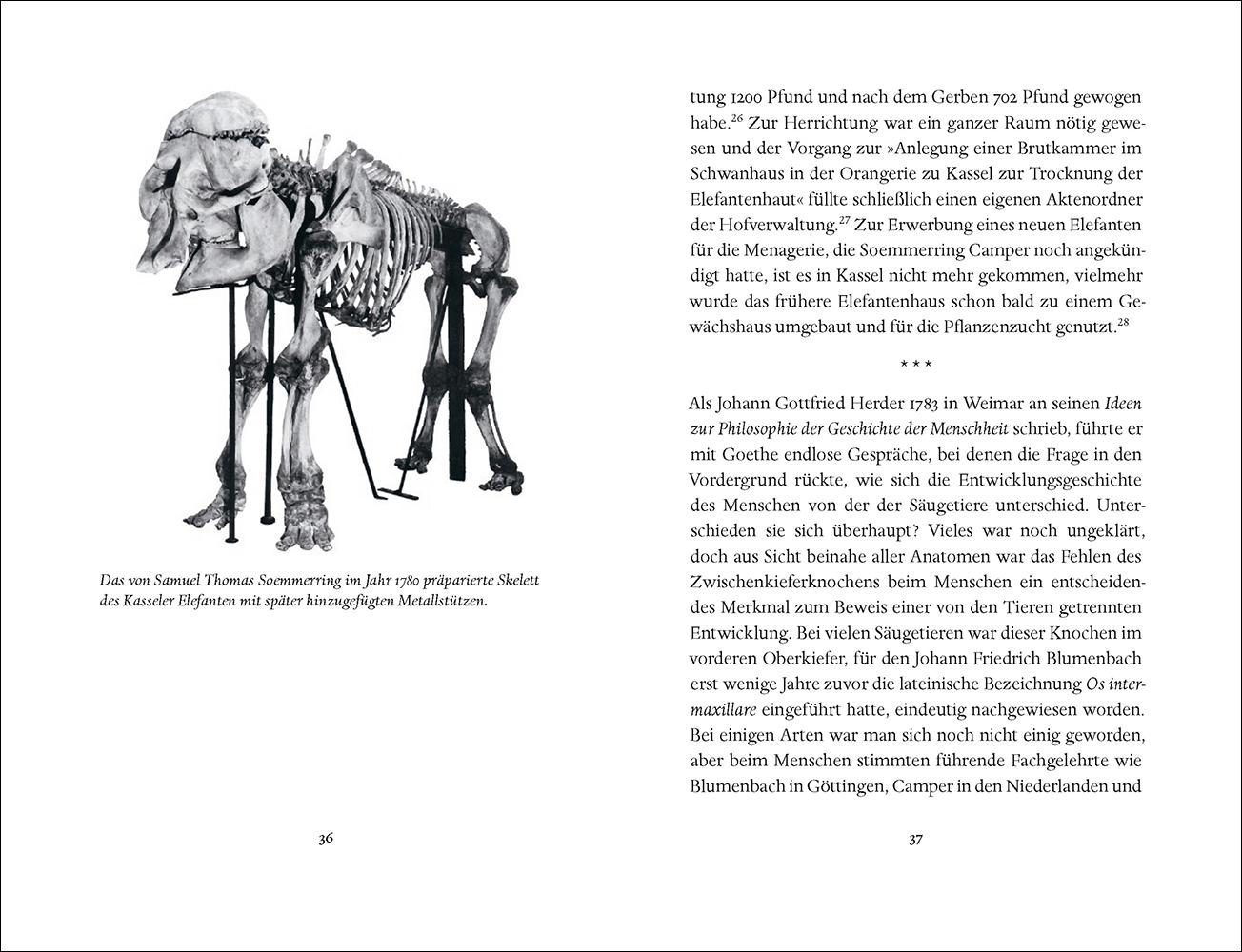 Beispielinhalt (Bild) Goethes Elefanten