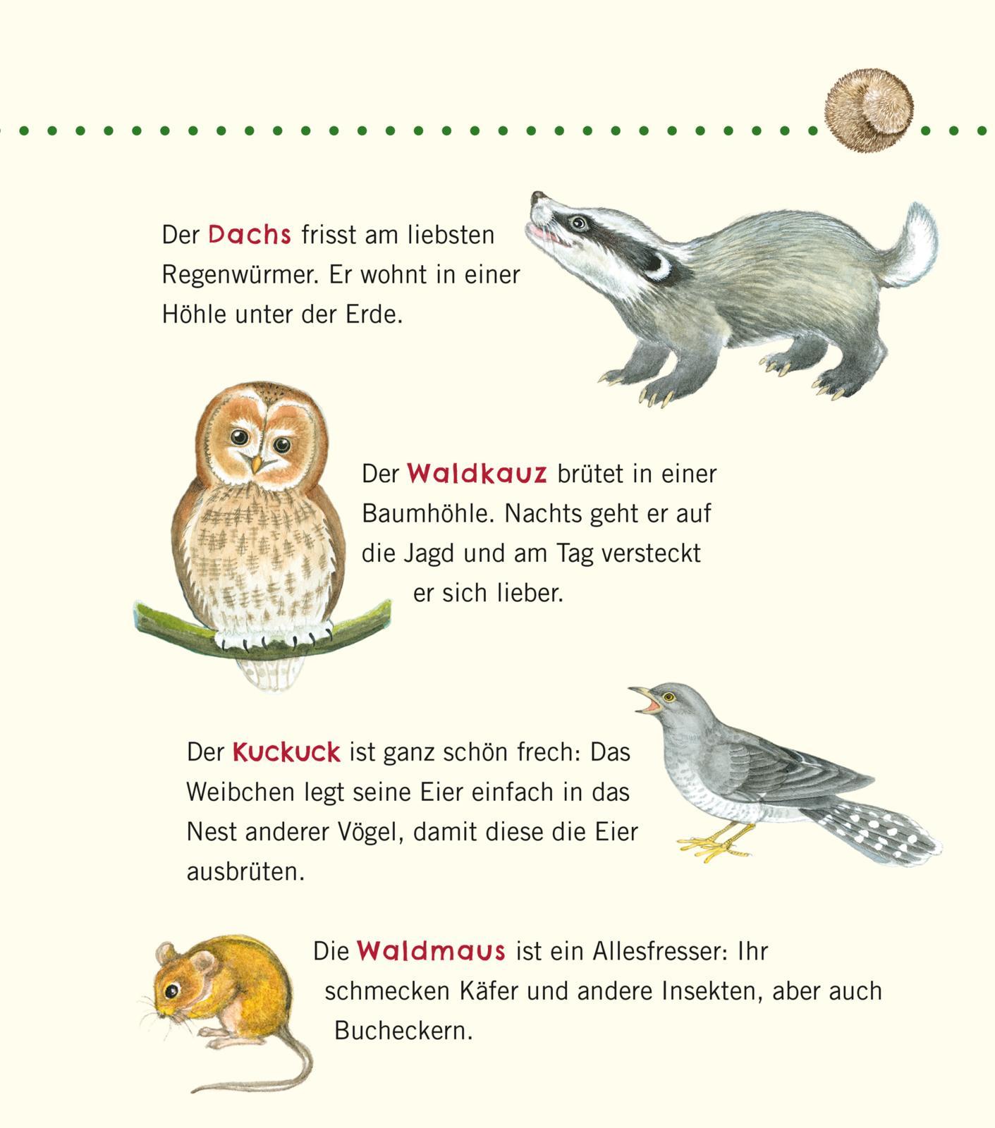 Beispielinhalt (Bild) Unkaputtbar: Erstes Wissen: Im Wald