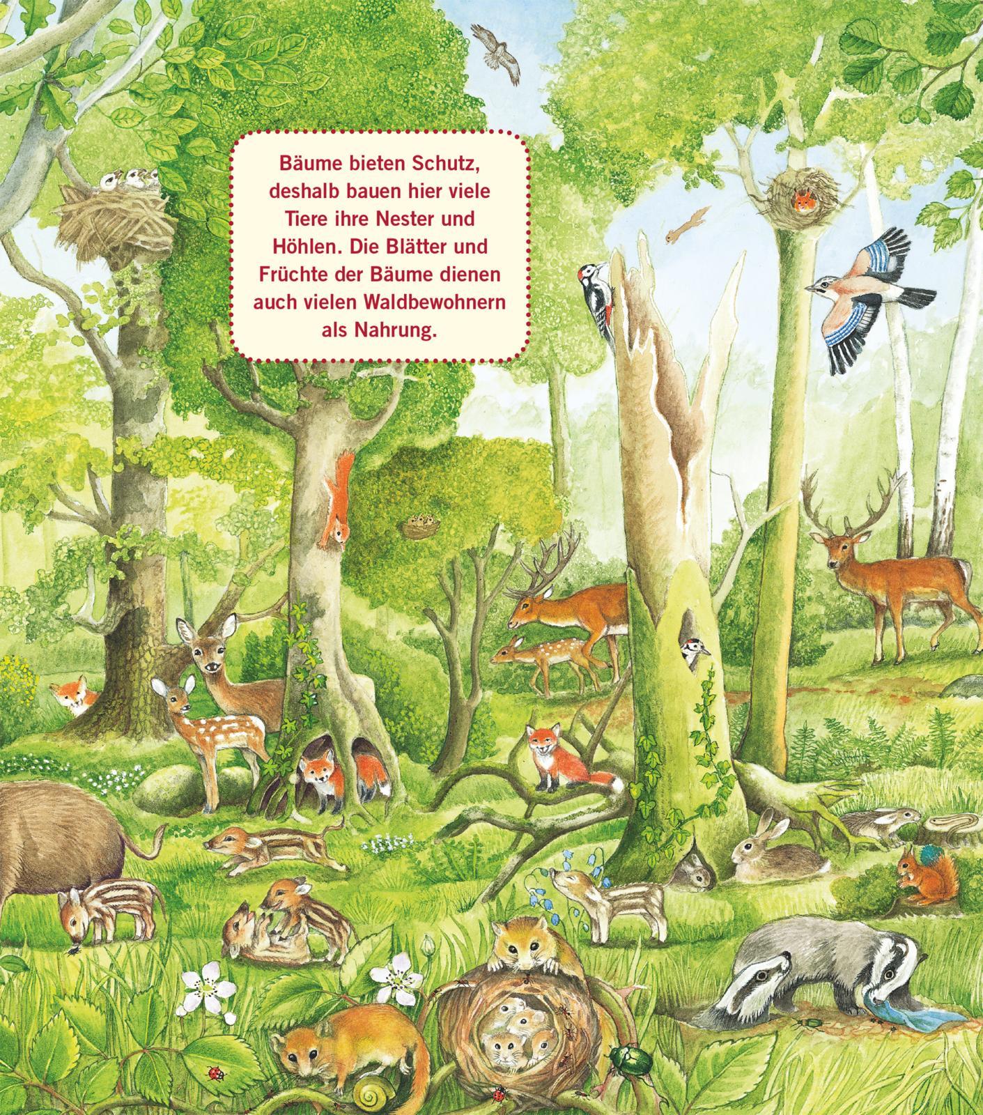 Beispielinhalt (Bild) Unkaputtbar: Erstes Wissen: Im Wald