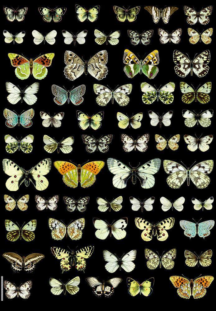 Beispielinhalt (Bild) Geschenkpapier-Buch - Schöner schenken (Sammlung Augustina)