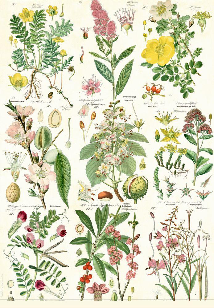 Beispielinhalt (Bild) Geschenkpapier-Buch - Schöner schenken (Sammlung Augustina)