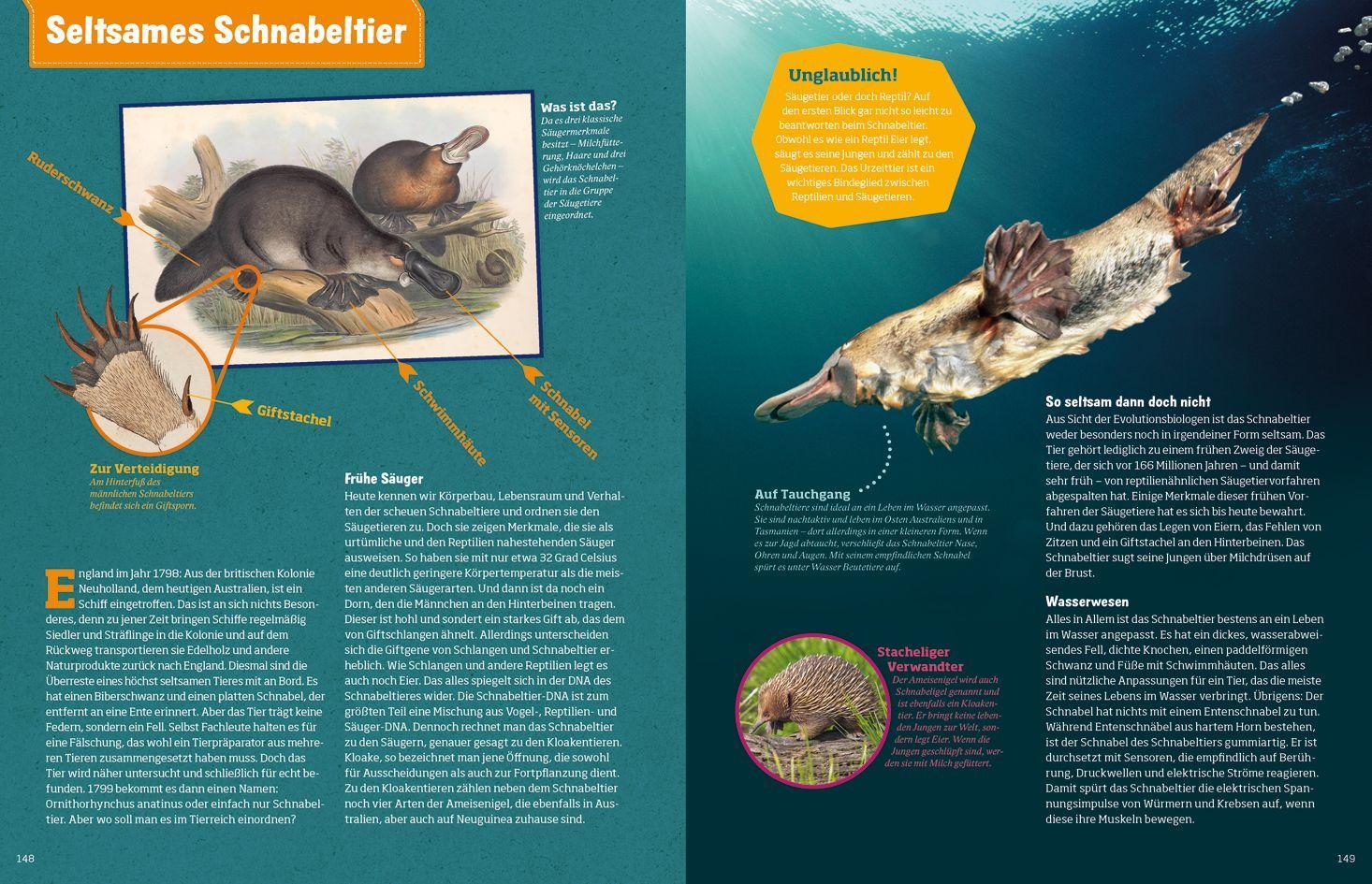 Beispielinhalt (Bild) WAS IST WAS Abenteuer Evolution. Das Wunder des Lebens