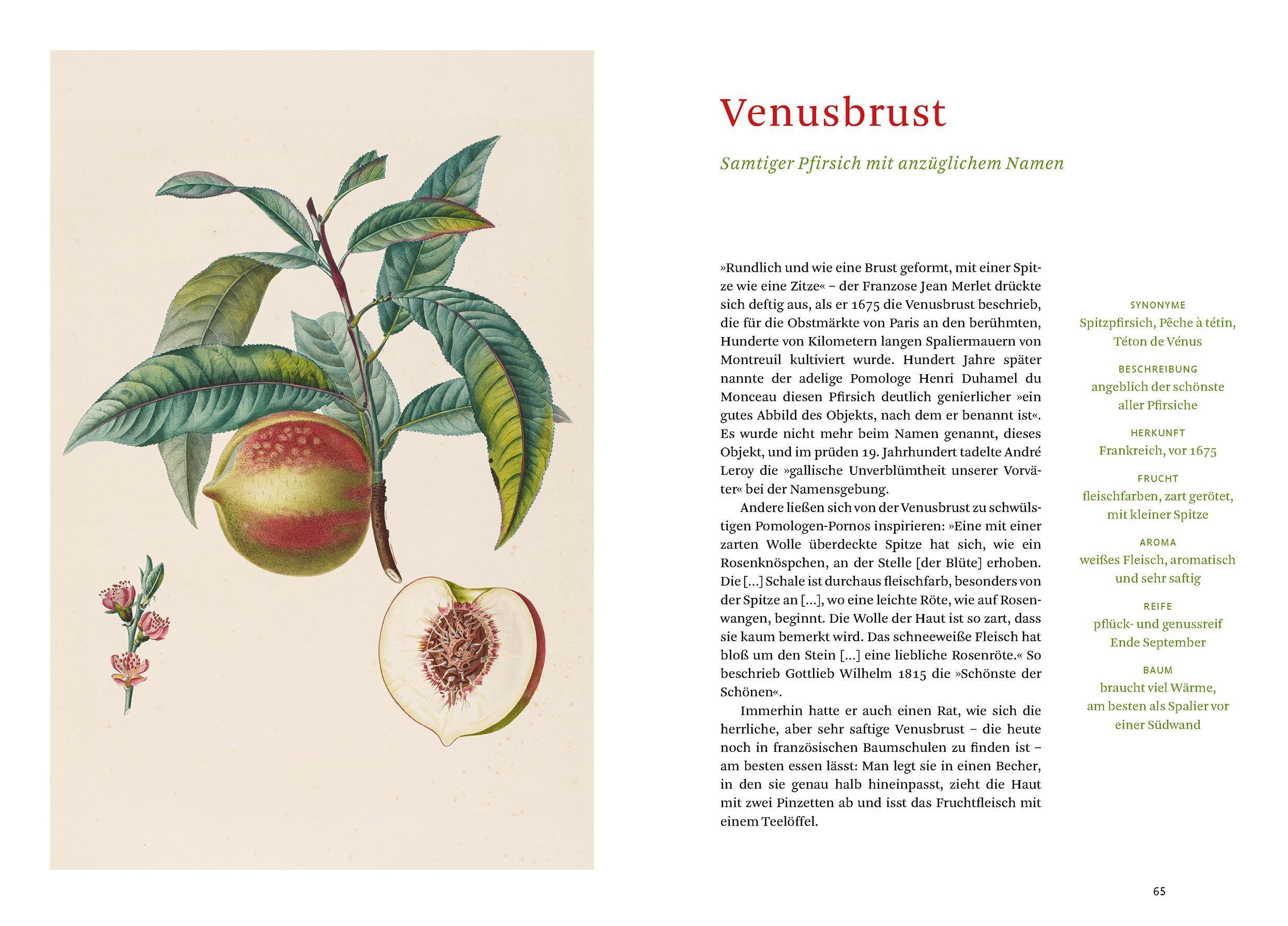 Beispielinhalt (Bild) Die alten Obstsorten