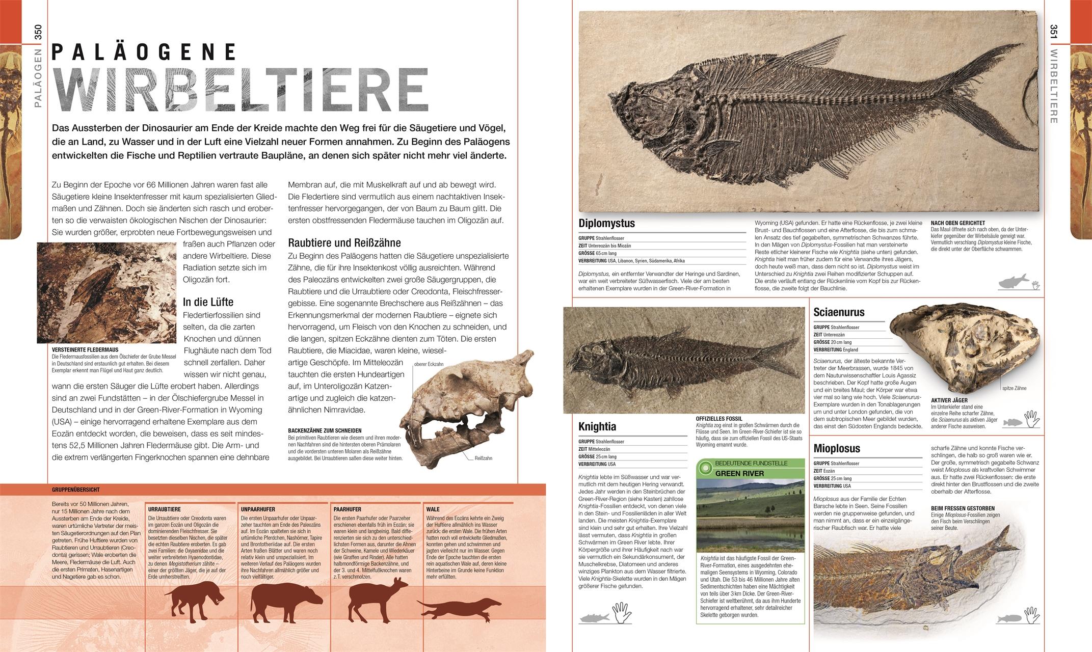 Beispielinhalt (Bild) Dinosaurier und andere Lebewesen der Urzeit