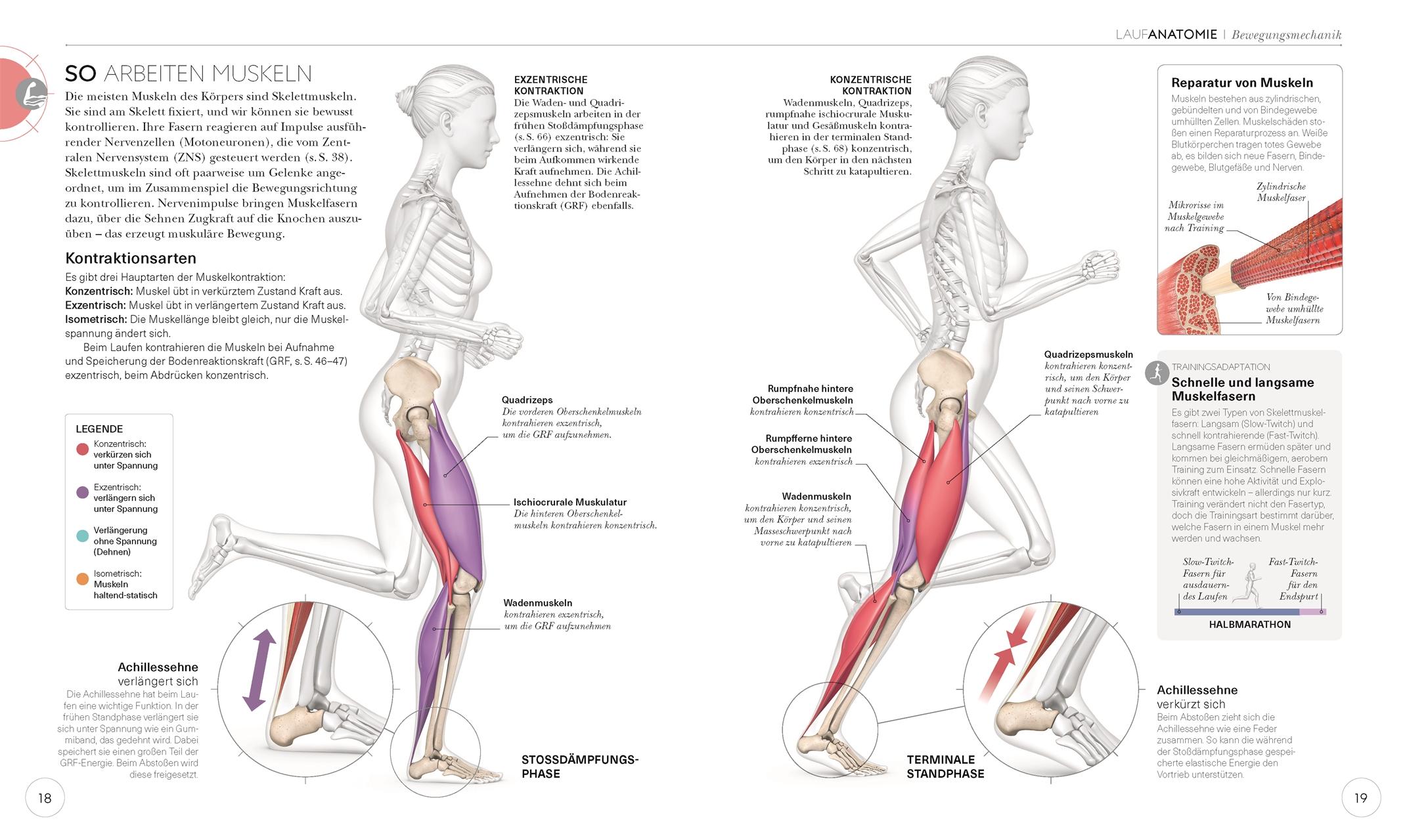 Beispielinhalt (Bild) Lauftraining - Die Anatomie verstehen