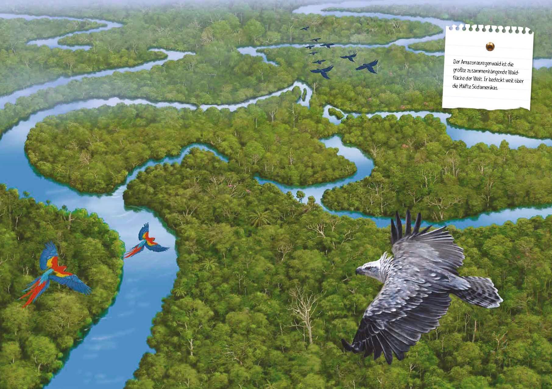 Beispielinhalt (Bild) Verborgene Welt des Regenwaldes