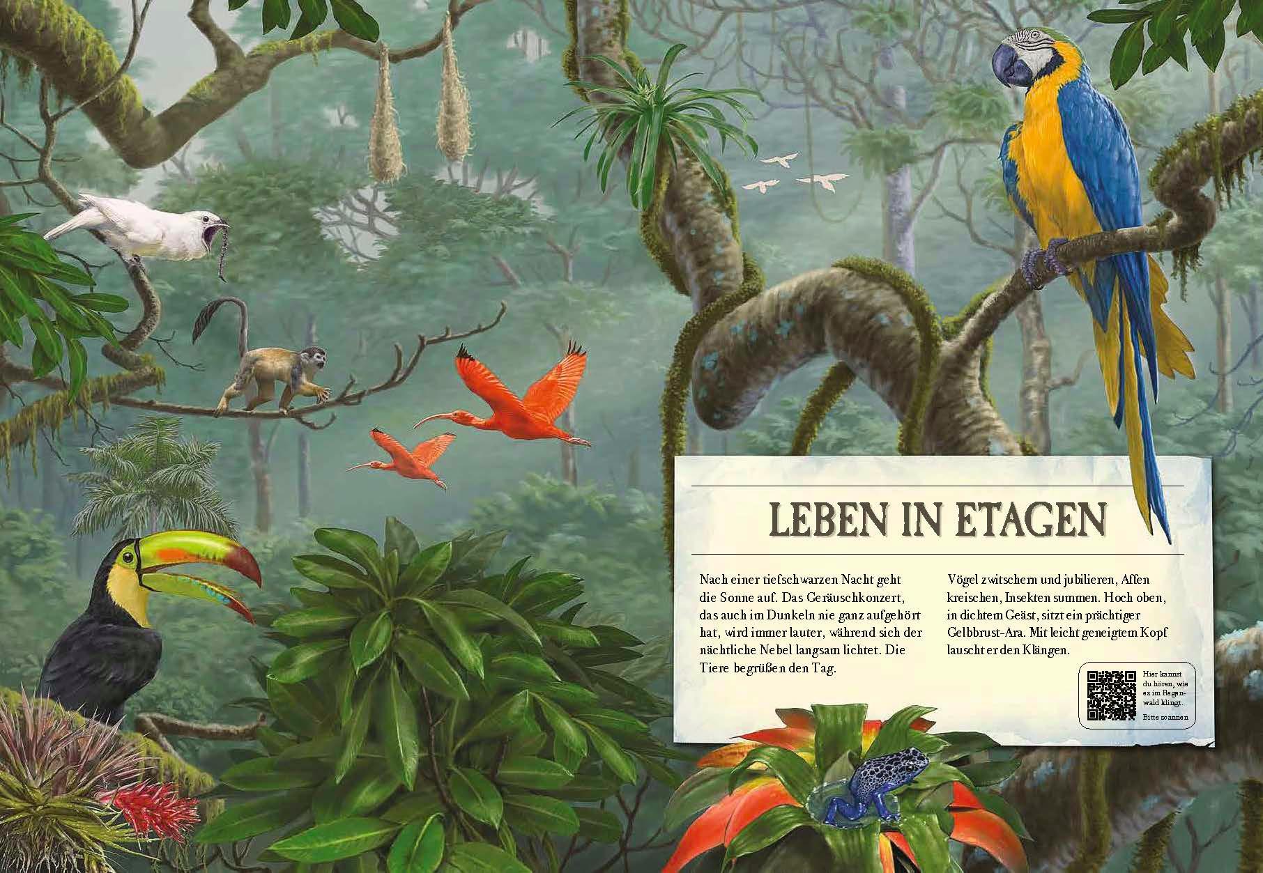 Beispielinhalt (Bild) Verborgene Welt des Regenwaldes