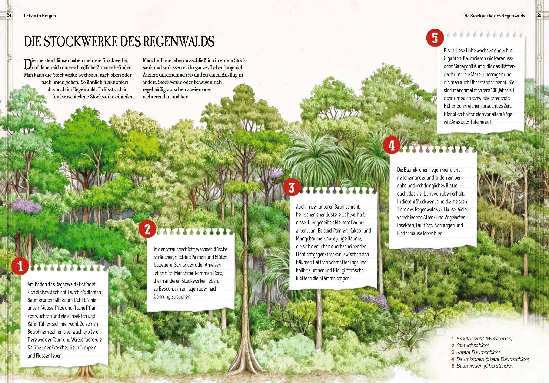 Beispielinhalt (Bild) Verborgene Welt des Regenwaldes